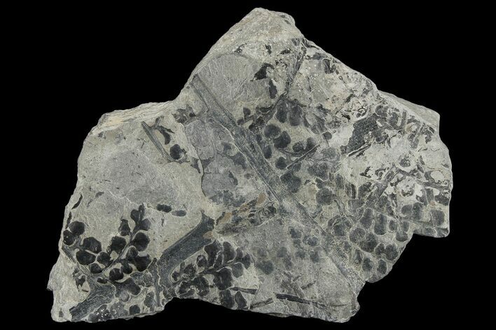Pennsylvanian Fossil Fern (Sphenopteris) Plate - Kentucky #181383